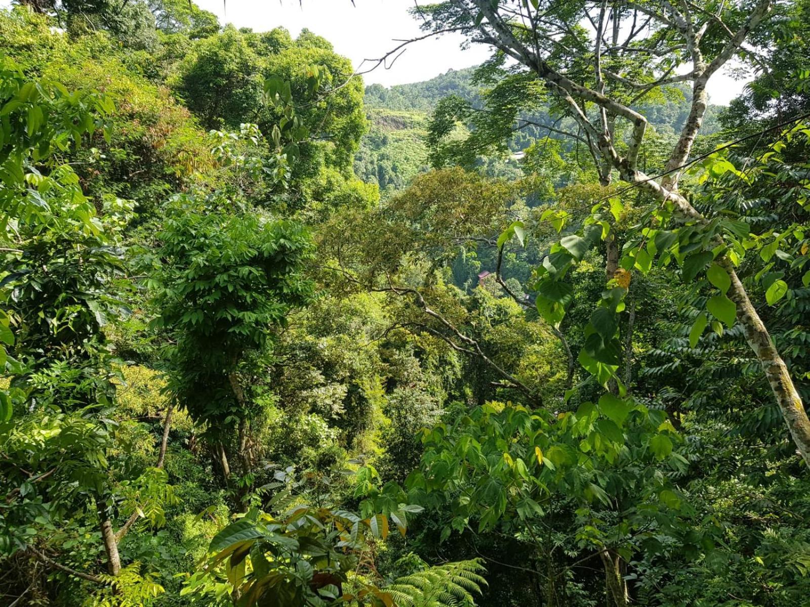 On The Rocks Bungalows, Restaurant And Jungle Trekking Tours Букит-Лаванг Экстерьер фото