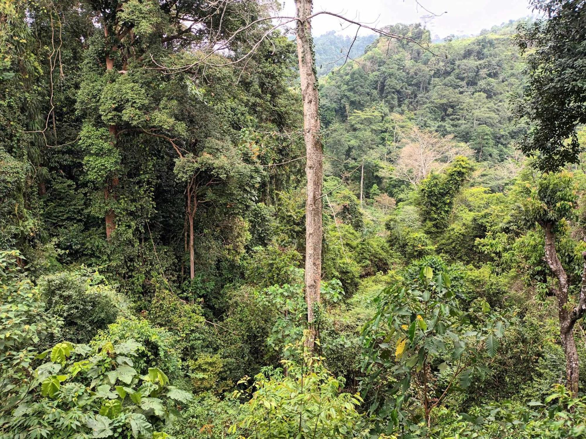 On The Rocks Bungalows, Restaurant And Jungle Trekking Tours Букит-Лаванг Экстерьер фото