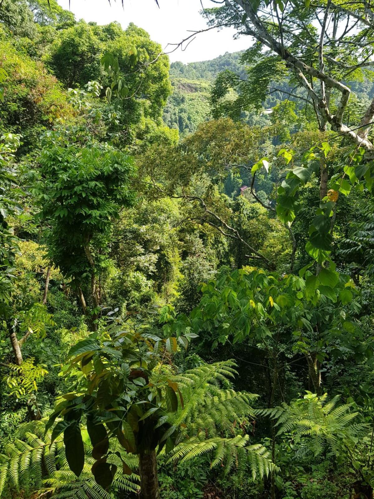 On The Rocks Bungalows, Restaurant And Jungle Trekking Tours Букит-Лаванг Экстерьер фото